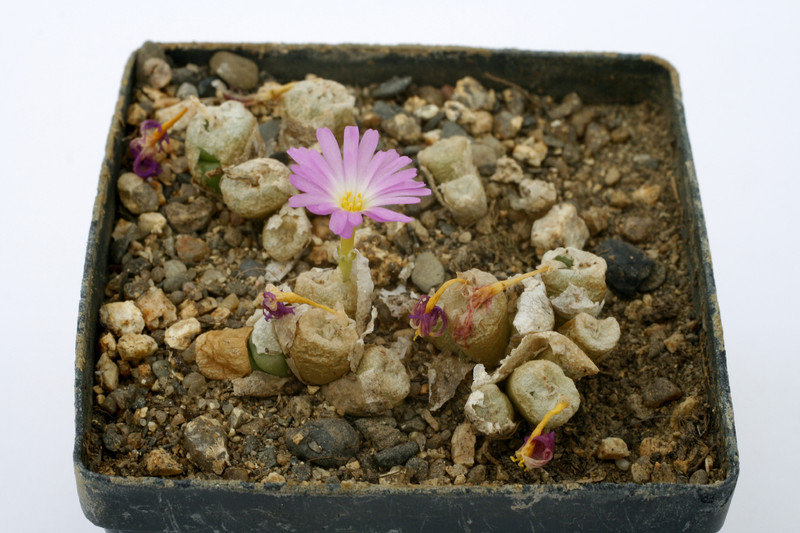 conophytum ectypum umdaus 0893