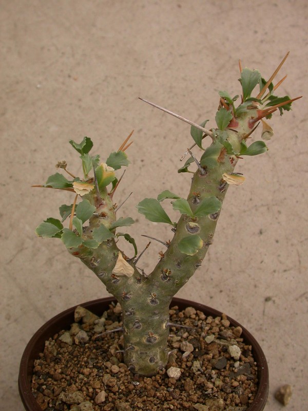 sarcocaulon crassicaule 03