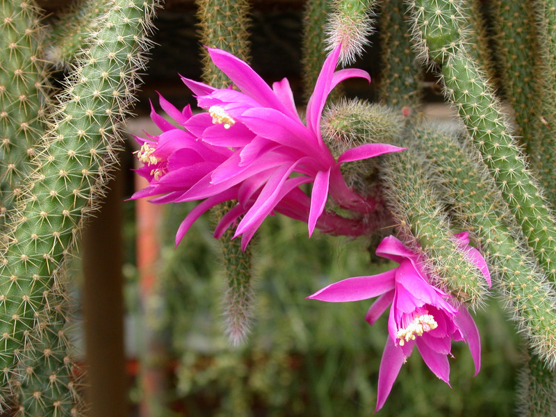 aporocactus flagriformis2