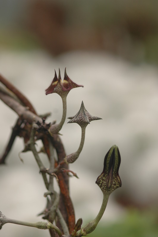 ceropegia stapeliaeformis 8756