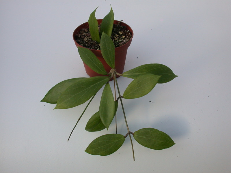 hoya camphorifolia 1408