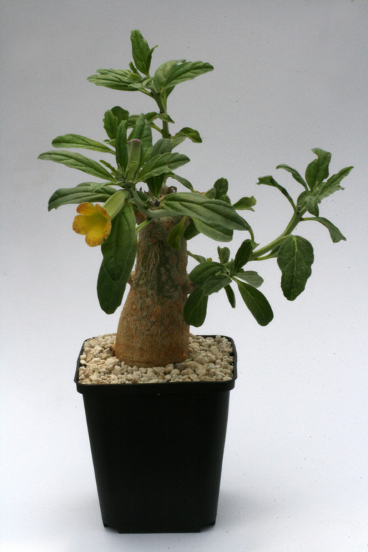 pterodiscus ngamicus rsa pretoria plaas 9956