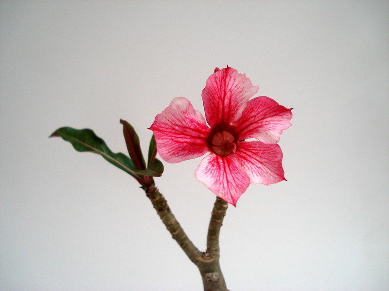 adenium thank mom 03
