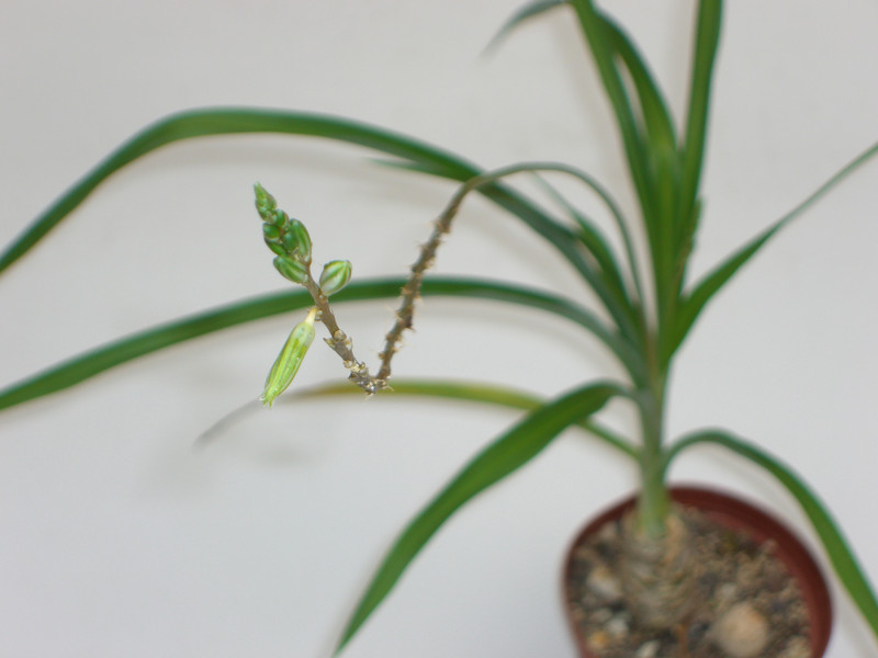 trachyanthus soeltii 1925