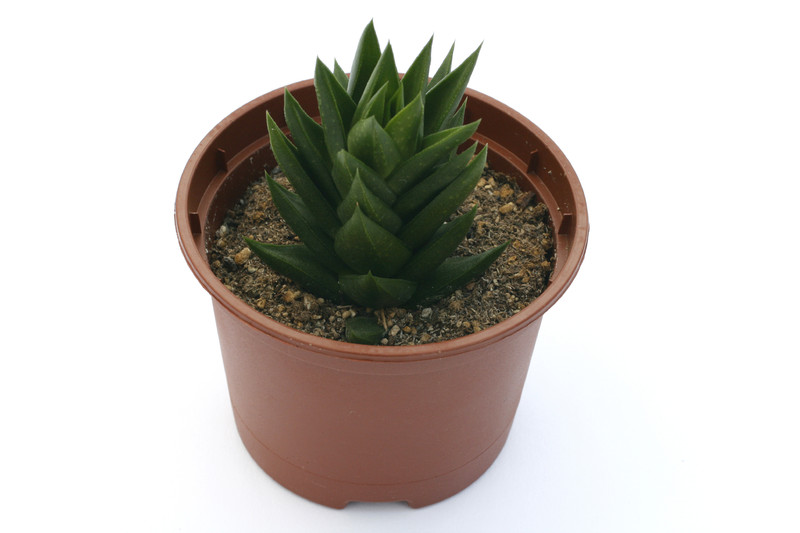 haworthia armstrongii 1473