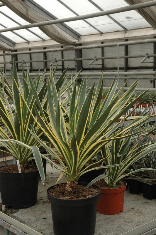 yucca gloriosa variegata 9297