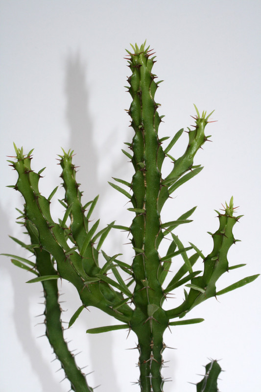 euphorbia zoutpanbergensis 4021