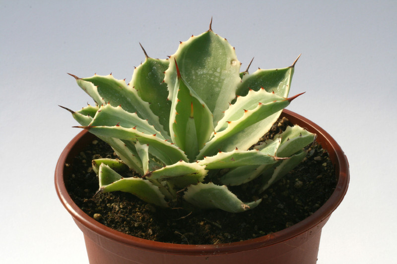 agave potatorum kissho kan 6597