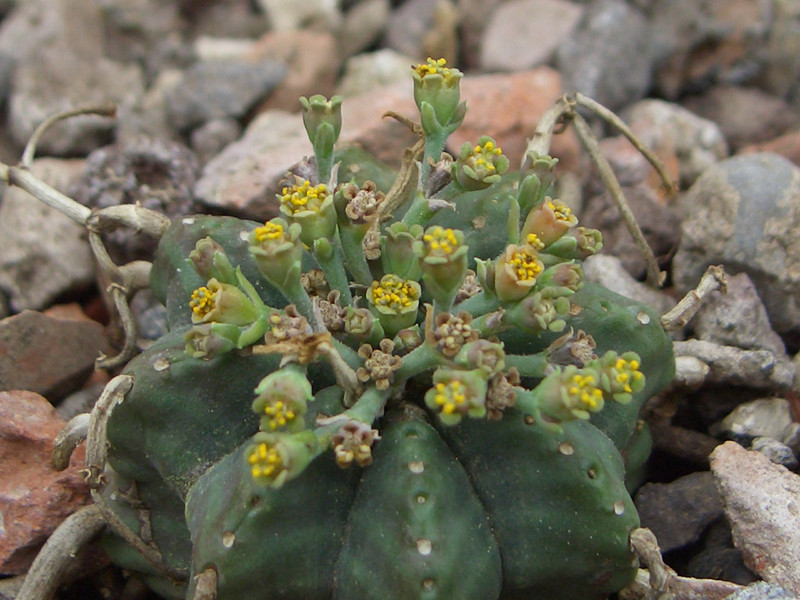 euphorbia meloformis valida 0837