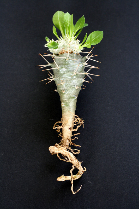 pachypodium brevicaule ve 0506