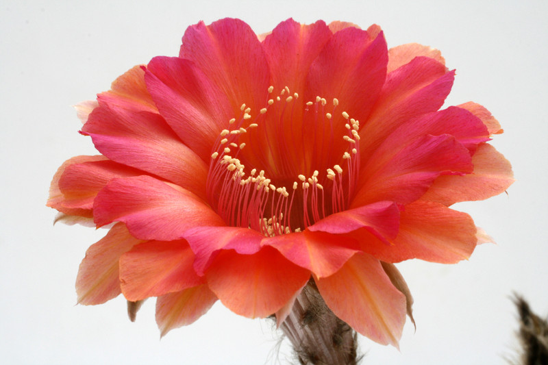 echinopsis mathilda 9818