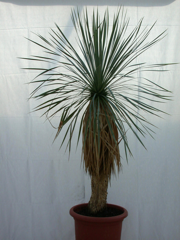yucca rostrata 1488