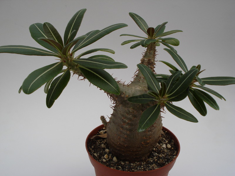pachypodium rosulatum 753