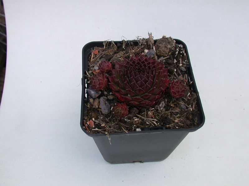 sempervivum noir 5767