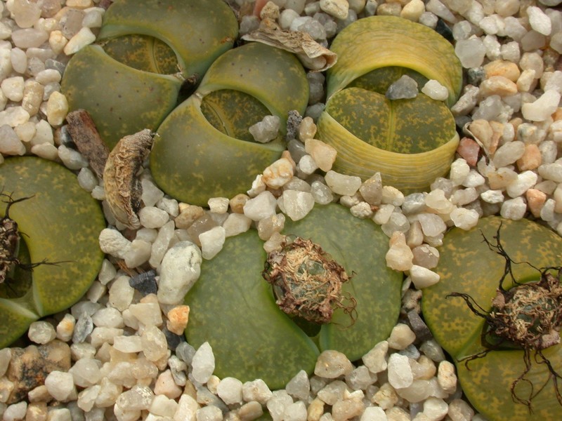 lithops lesliei cv albinica1