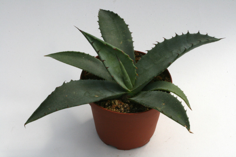 agave marmorata 0177