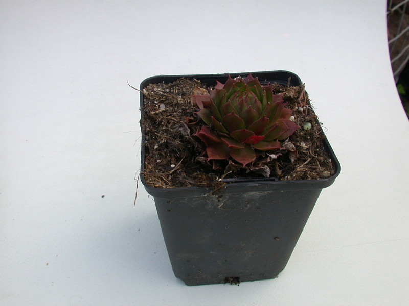 sempervivum orange glow 5734