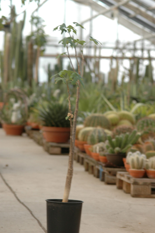 jatropha sp madagascar 8825
