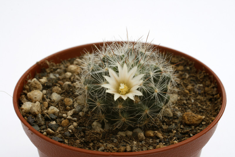 mammillaria pilispina rep1006 9900