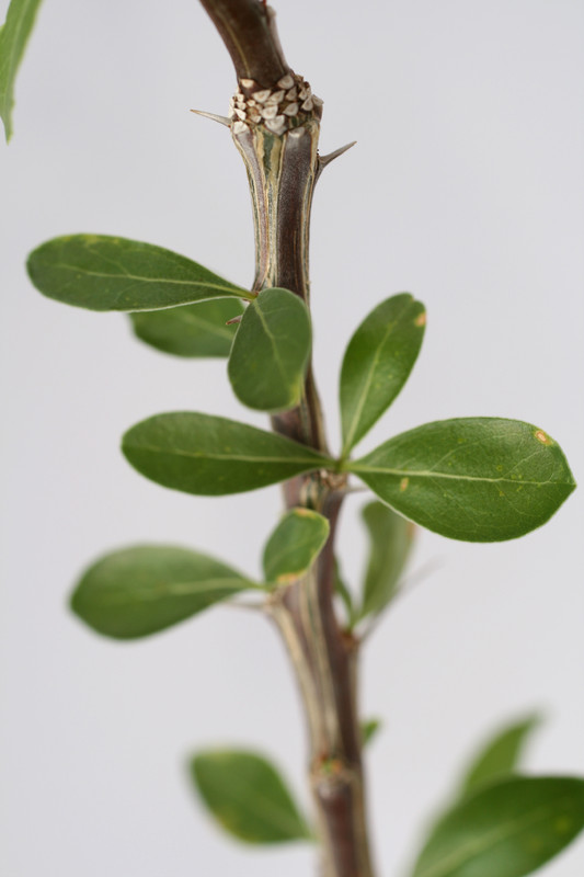 fouquieria leonilae 0863
