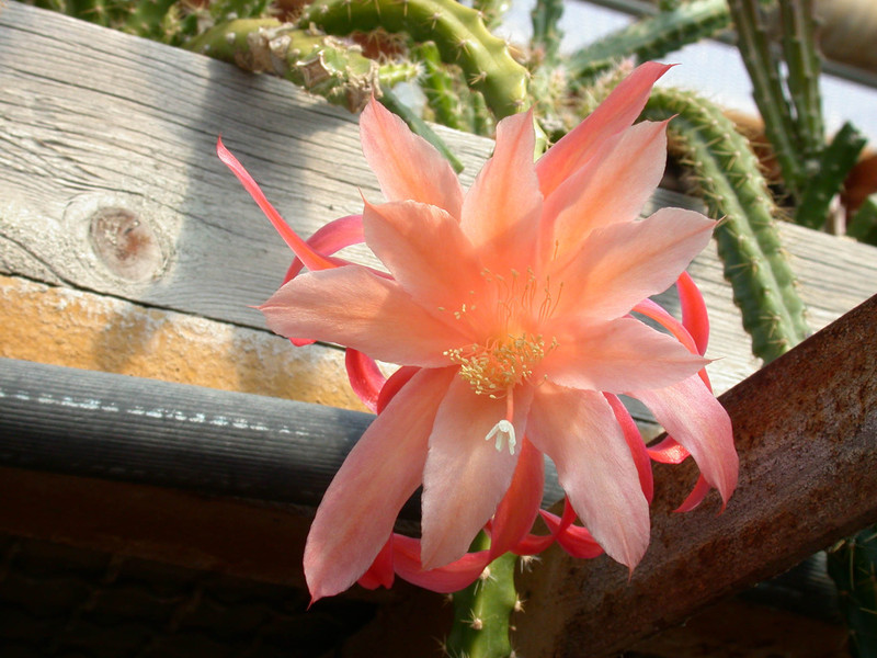 aporocactus orange queen06