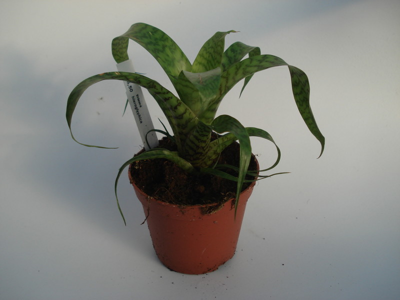 vriesea hieroglyphica 4578