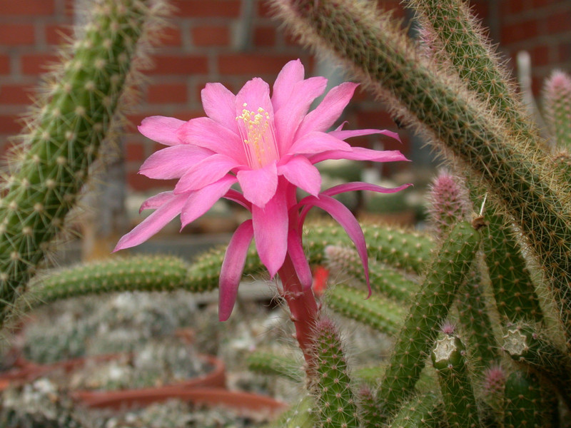 aporocactus flagriformis x08