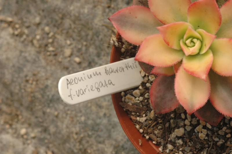 aeonium haworthii variegata 03