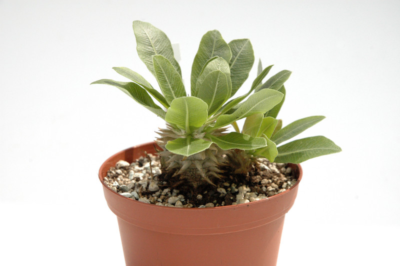 pachypodium eburneum 03
