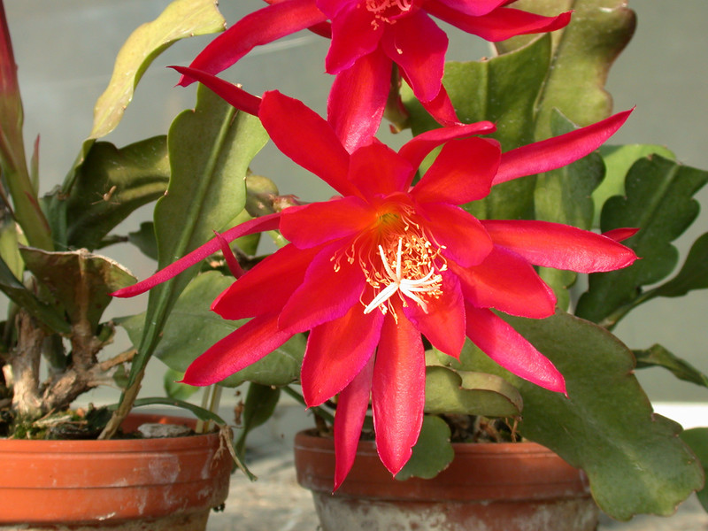 eh erfurter gartenschau 23 07