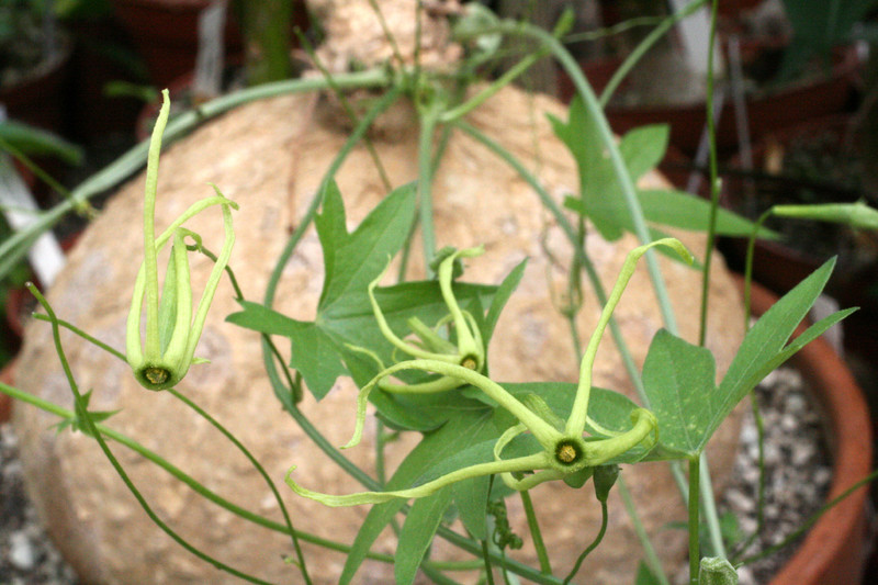 trochomeria macrocarpa 7817