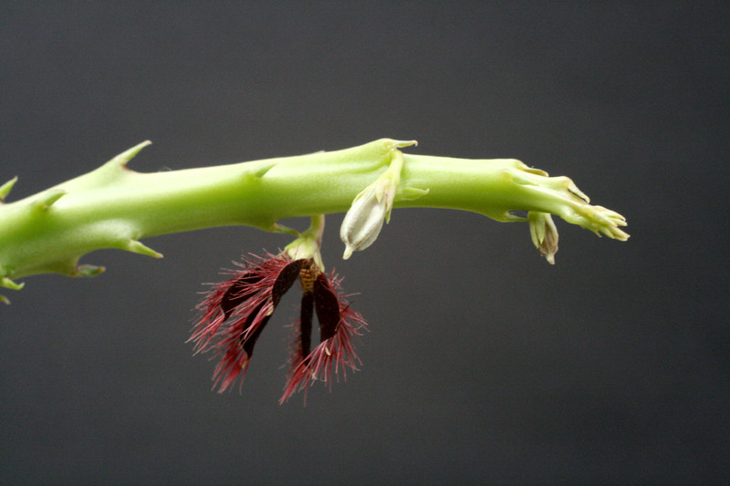 caralluma subulata rh291 3124