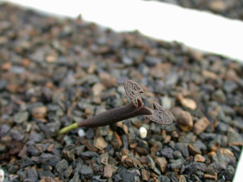 euphorbia canariensis