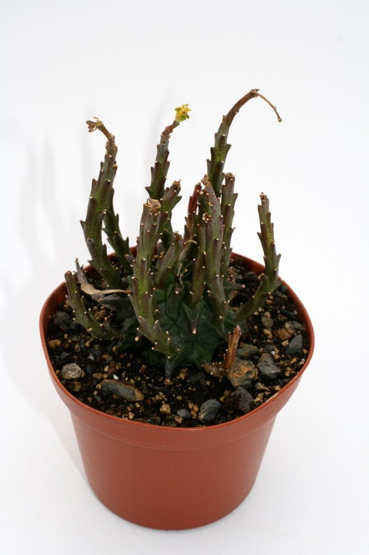 euphorbia fasciculata 7471 sm
