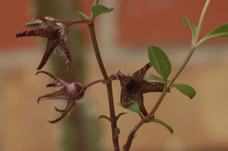 brachystelma tuberosum 01