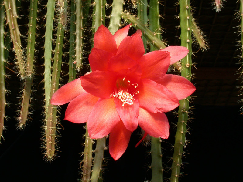 aporocactus naja6