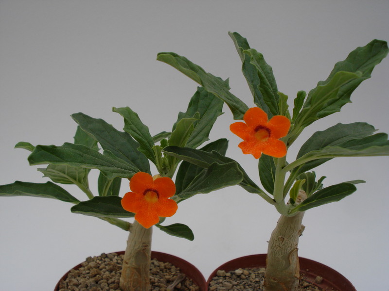 pterodiscus aurantiacus 657