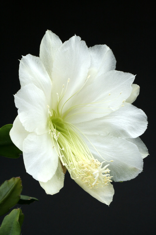 eh white magic 9730 4916
