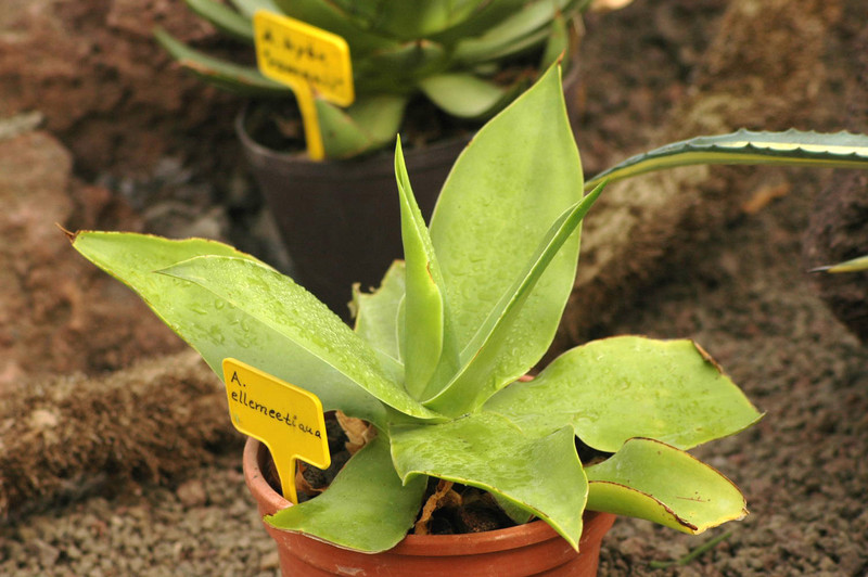agave ellemeetiana 02