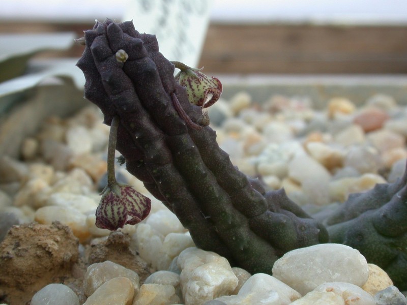 pectinaria articulata asperiflora2