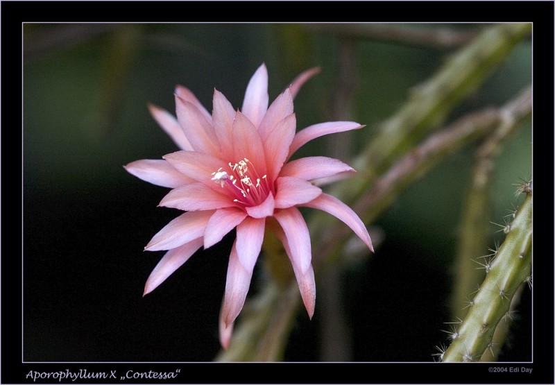 aporocactus contessa