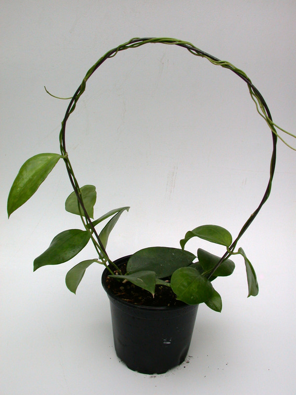 hoya aldrichii 3937