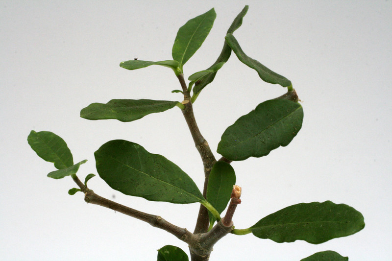 fockea edulis 9677
