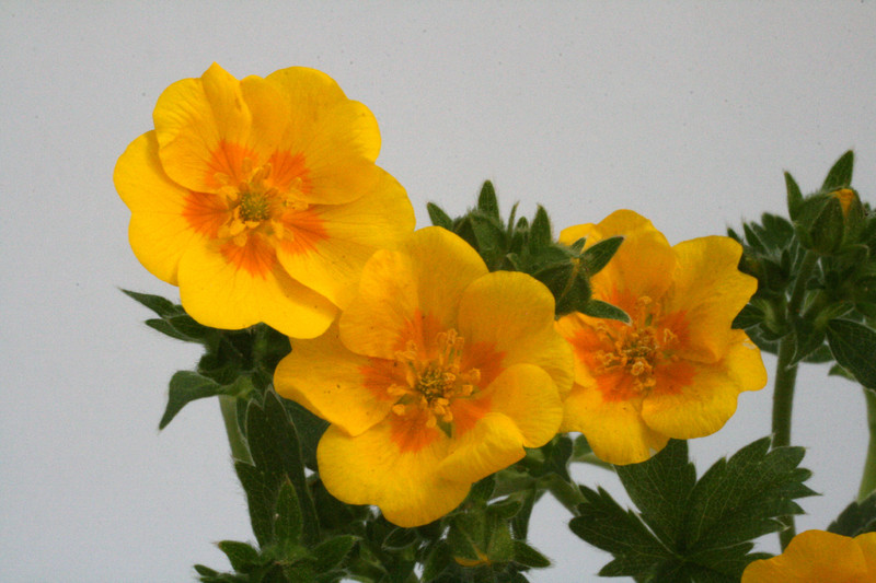 potentilla aurea 8558