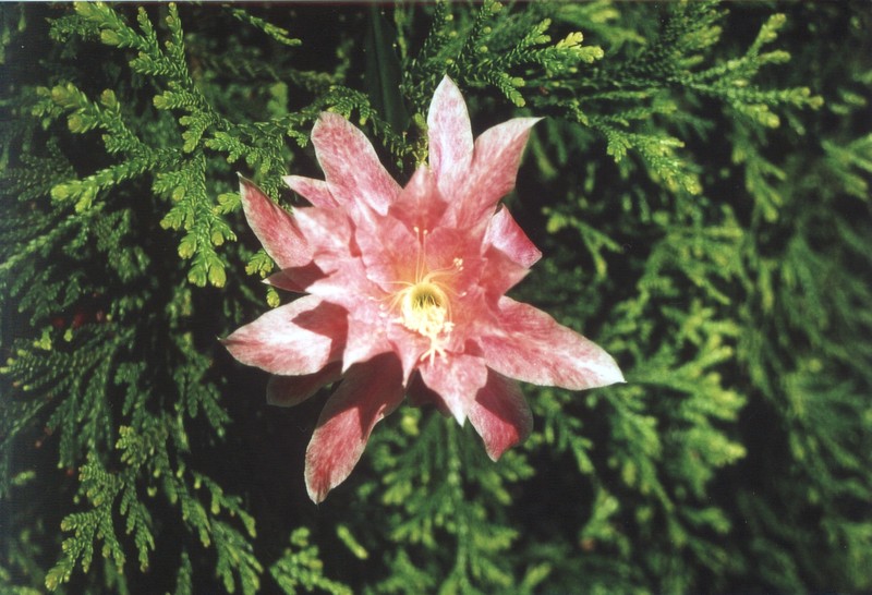 eh hannelore paetz 45