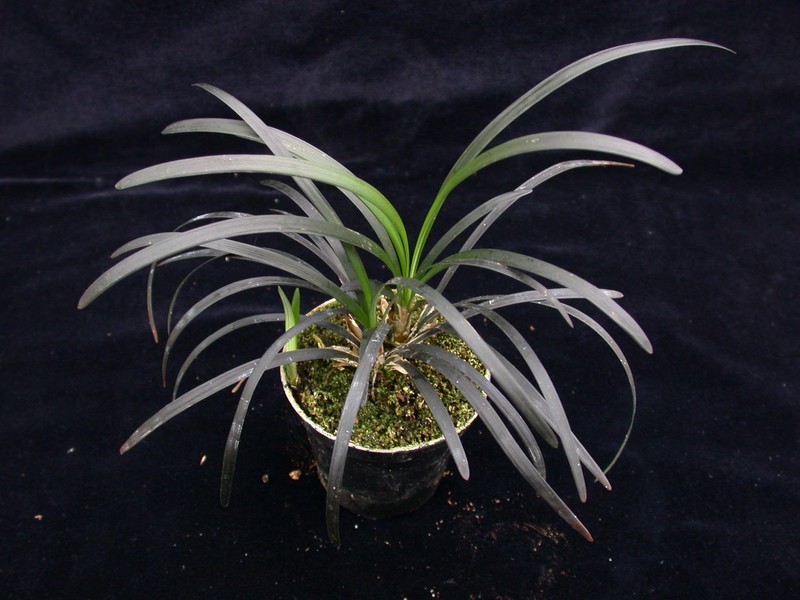 ophiopogon planiscapus nigrescens 02