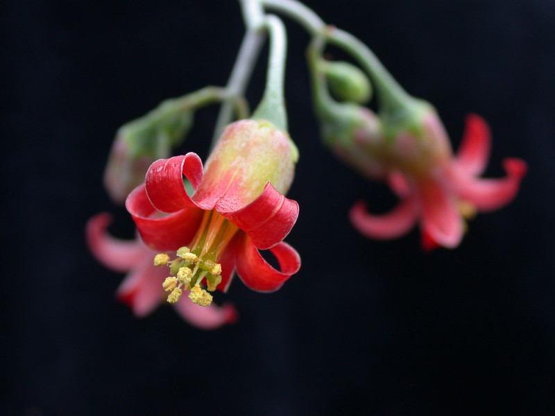 cotyledon galpini 03