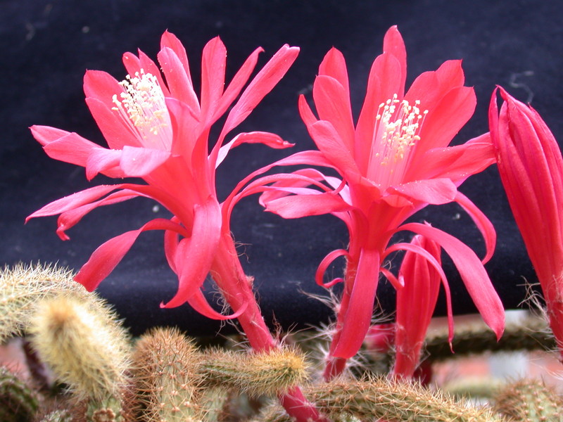 aporocactus heideroeschen 984545