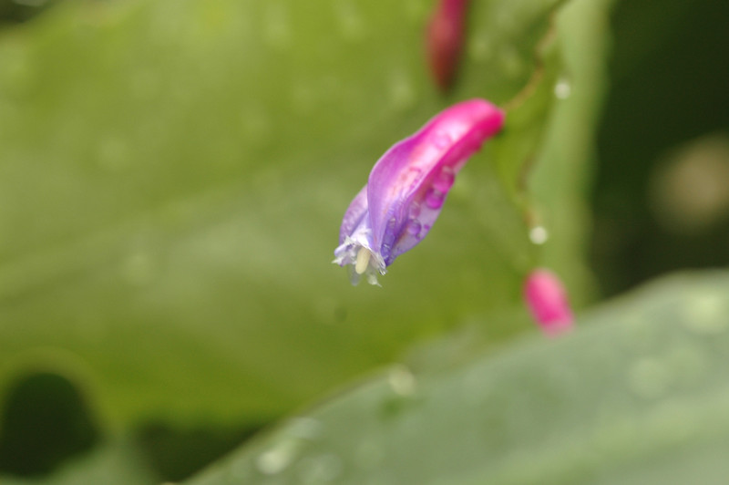 wittia amazonica 8399