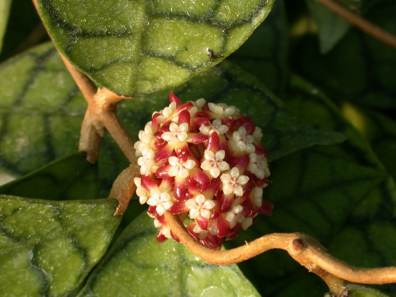 hoya meredithii borneo 3425 02